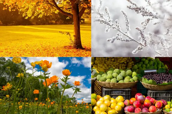 Montagem com paisagens representando outono, inverno, primavera e verão no Brasil