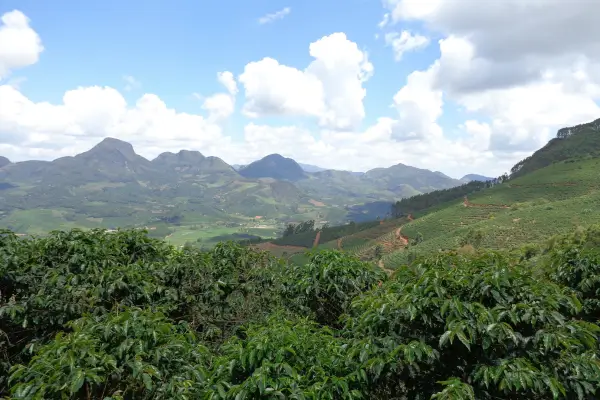 Lavoura de café na Serra da Mantiqueira com montanhas ao fundo sob céu azul, representando a florada e a transição entre o inverno e a primavera.